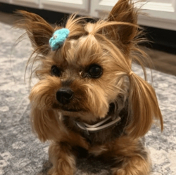 Dog Stolen From Tesla