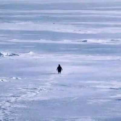 Nietzschean Penguin价格预测