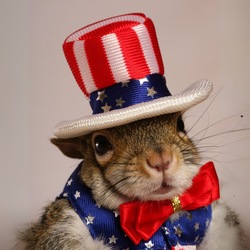 Logo de Sugar Bush the Squirrel