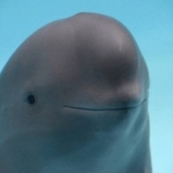 Smiling Dolphin Лого