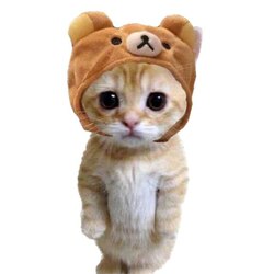 CatwifHat 로고