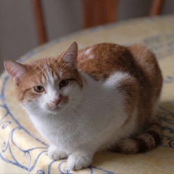 Tibanne Thecat Λογότ.