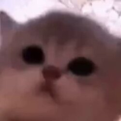 لوگو jam cat