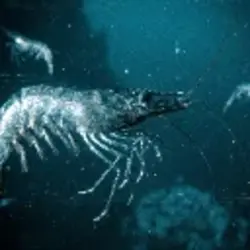 skrimp
