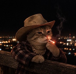 texas cat